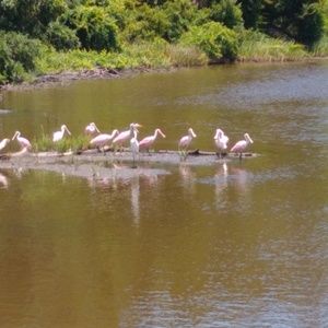 Meet your Posher, Josey